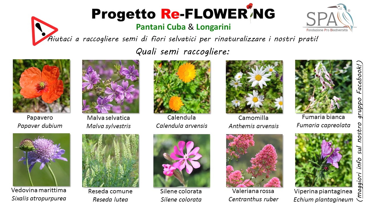 Our revegetation project aims to create new wildflower meadow b - Bild 2